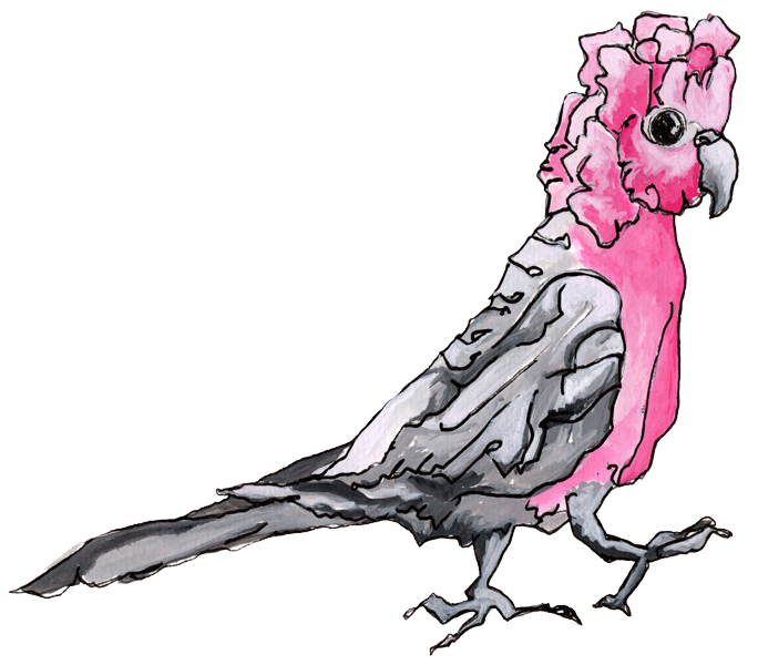 Grumpy Galah - Educational bird character